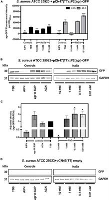 Role of sodium salicylate in Staphylococcus aureus quorum sensing, virulence, biofilm formation and antimicrobial susceptibility